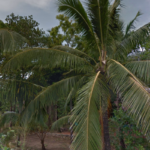 Thanamalwila house and land for sale in South East Sri Lanka